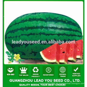 NW03 Jinchan längliche Form Hybrid F1 Wassermelone Samen Lieferanten